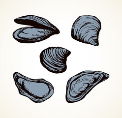 Oyster. Vector drawing