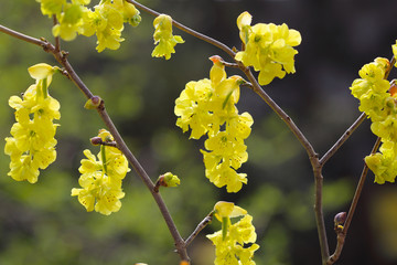 Forsythien erblühen gelb im Frühling