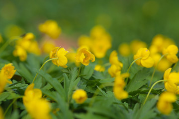 gelbe Winterlinge erblühen im Frühling