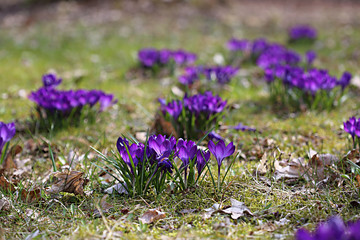 Blaue Krokusse blühen im Frühling