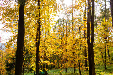 Obraz premium Autumn forest trees. nature green wood sunlight backgrounds.