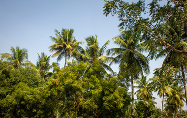 Obraz premium Coconut trees and neem trees in an agricultural field.
