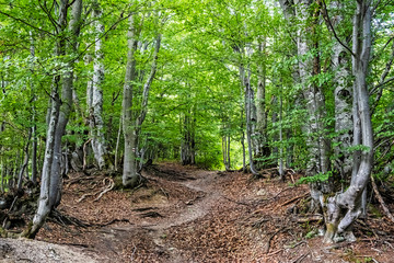 Hiking path in deciduous forest, Big Fatra mountains, Slovakia