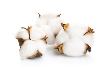 several flowers of cotton isolated on a white background