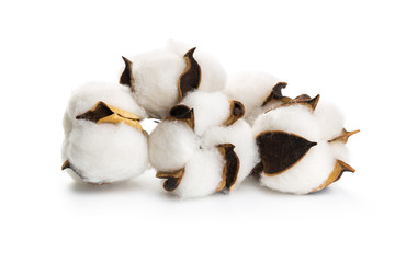 several flowers of cotton isolated on a white background