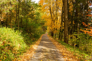 Yellow leaves on the alley in autumn forest