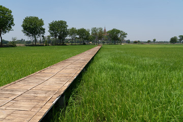 Rice Field with Bamboo Walkway - Karnjanaburi Thailand