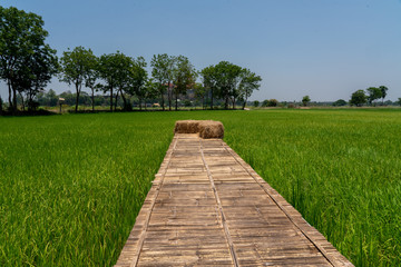 Rice Field with Bamboo Walkway - Karnjanaburi Thailand