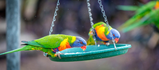 colorful parrot on a branch