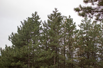 pine tree in forest