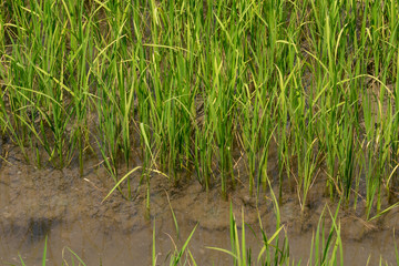 Naklejka na ściany i meble Rice Plants in Paddy Field 