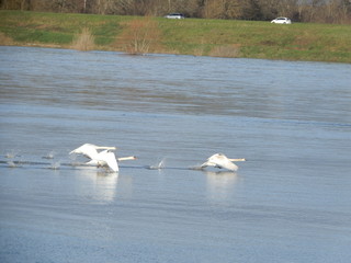 Cygnes sur la Loire en hiver, Chaumont sur Loire, Loir et Cher, Val de Loire, France