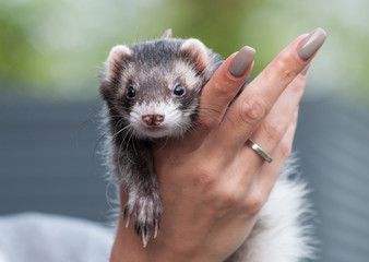 ferret in the hands