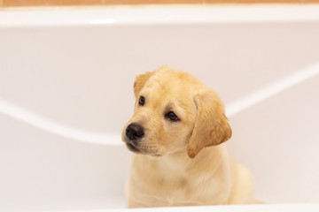 labrador retriever puppy sitting in bathtub waiting to be washed