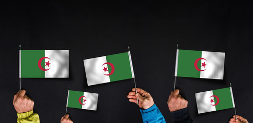 Hands holds flags of Algeria on dark background