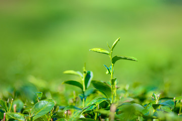 Green tea bud. Fresh tea plantation. Closeup tea top.