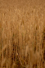 Wheat crop field. Ears of golden wheat close up. Ripening ears of wheat field background. Rich harvest Concept.