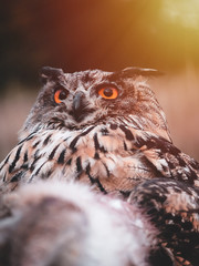 Eurasian eagle-owl (Bubo Bubo) by colorful autumn sunset. Eurasian eagle owl sitting on hunted rapid. Owl by sunset.