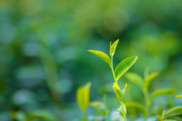 Green tea bud. Fresh tea plantation. Closeup tea top.