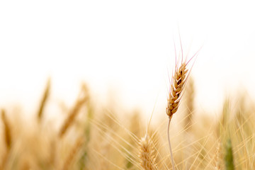 Wheat crop field. Ears of golden wheat close up. Ripening ears of wheat field background. Rich...