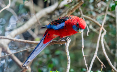 Rosella hanging in tree