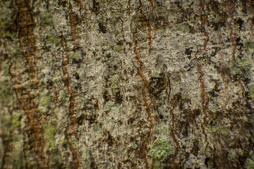 View of tree bark texture and background. Use for nature concept