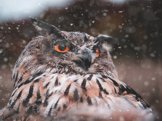 Eurasian eagle-owl (Bubo Bubo) in winter forest. Eurasian eagle owl portrait. Owl in winter. Eurasian eagle owl in snow.
