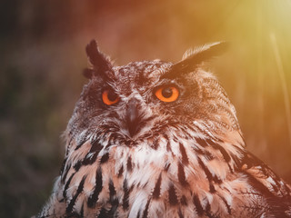 Eurasian eagle-owl (Bubo Bubo) by colorful autumn sunset. Eurasian eagle owl sitting on hunted rapid. Owl by sunset.