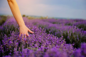 back view of a woman in white dress in lavander field touching the flowers with her hands