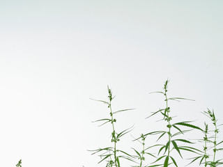Cannabis tree green leaves on white background.