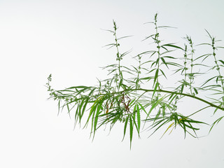 Cannabis tree green leaves on white background.