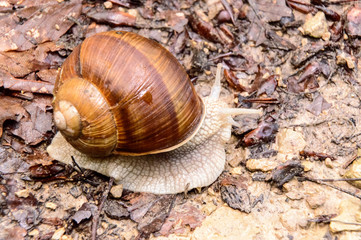  vineyard snail apple snail Burgundy snail edible snail Roman snail Helix pomatia