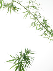 Naklejka premium Cannabis tree green leaves on white background.