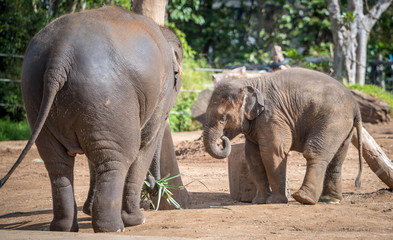 baby elephant playing 
