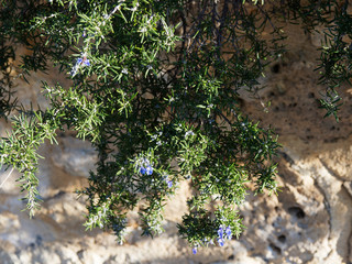 (Salvia rosmarinus) Flowering rosemary, ornamental and fragrant plant in gardens of Mediterranean region