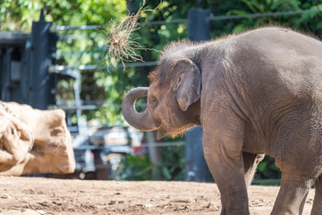 baby elephant playing 