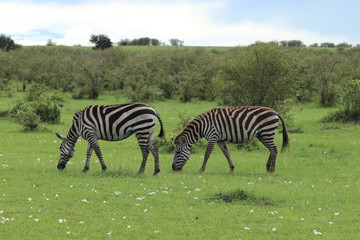 Fototapeta na wymiar Couple of zebras grazing in the african savannah.