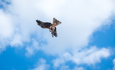 eagle in flight