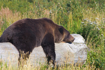 Obraz na płótnie Canvas Grizzlybär im Katmai Nationalpakr