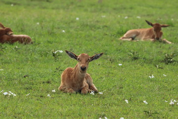 Baby topi resting in the grass.