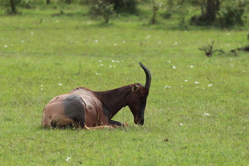 Topi sleeping in the african savanna.