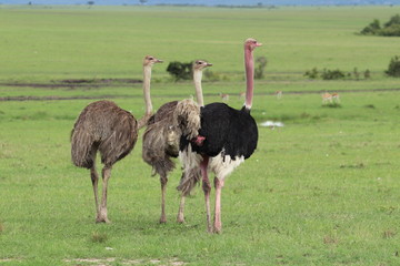 Group of ostriches in the african savanna.