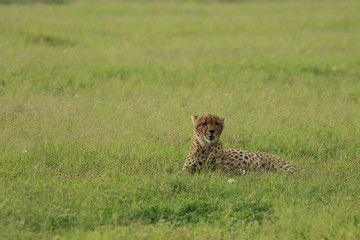 Cheetah resting in the tall grass in the african savanna.