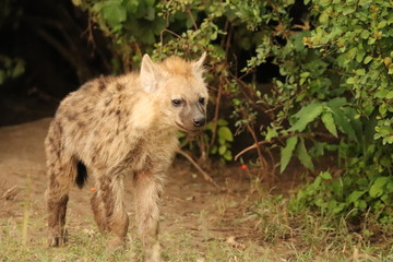 Spotted hyena cub (crocuta crocuta) by its den in the african savannah.