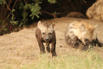 Spotted hyena cub (crocuta crocuta) by its den in the african savannah.