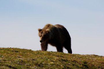 Grizzlybär im Katmai Nationalpakr