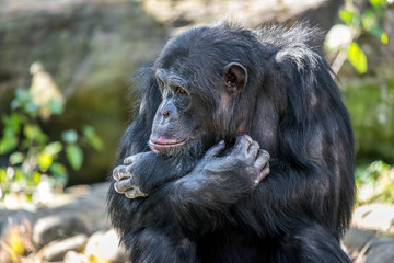 monkey portrait 