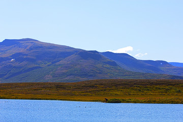 Grizzlybär im Katmai Nationalpark