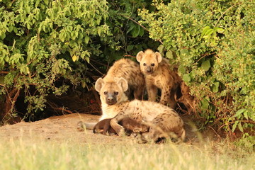 Group of young spotted hyenas (crocuta crocuta) by their den.