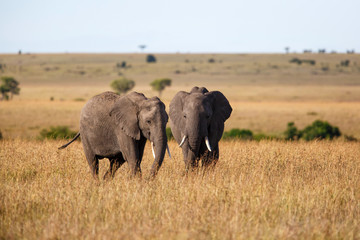 Elephant on the plains of the Masai Mara Game Reserve in Kenya